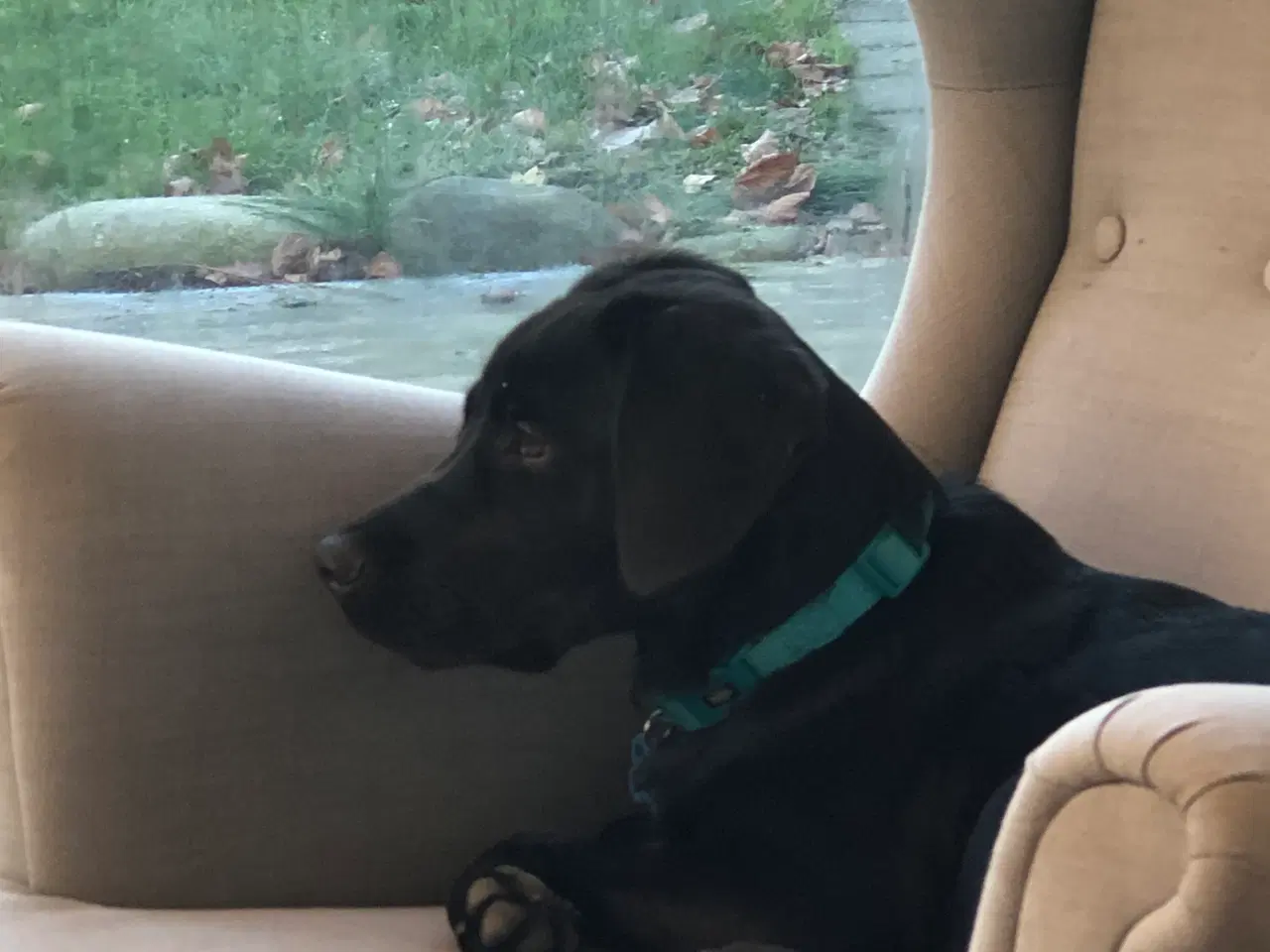 Billede 4 - Cocker blanding på 6,5 mdr