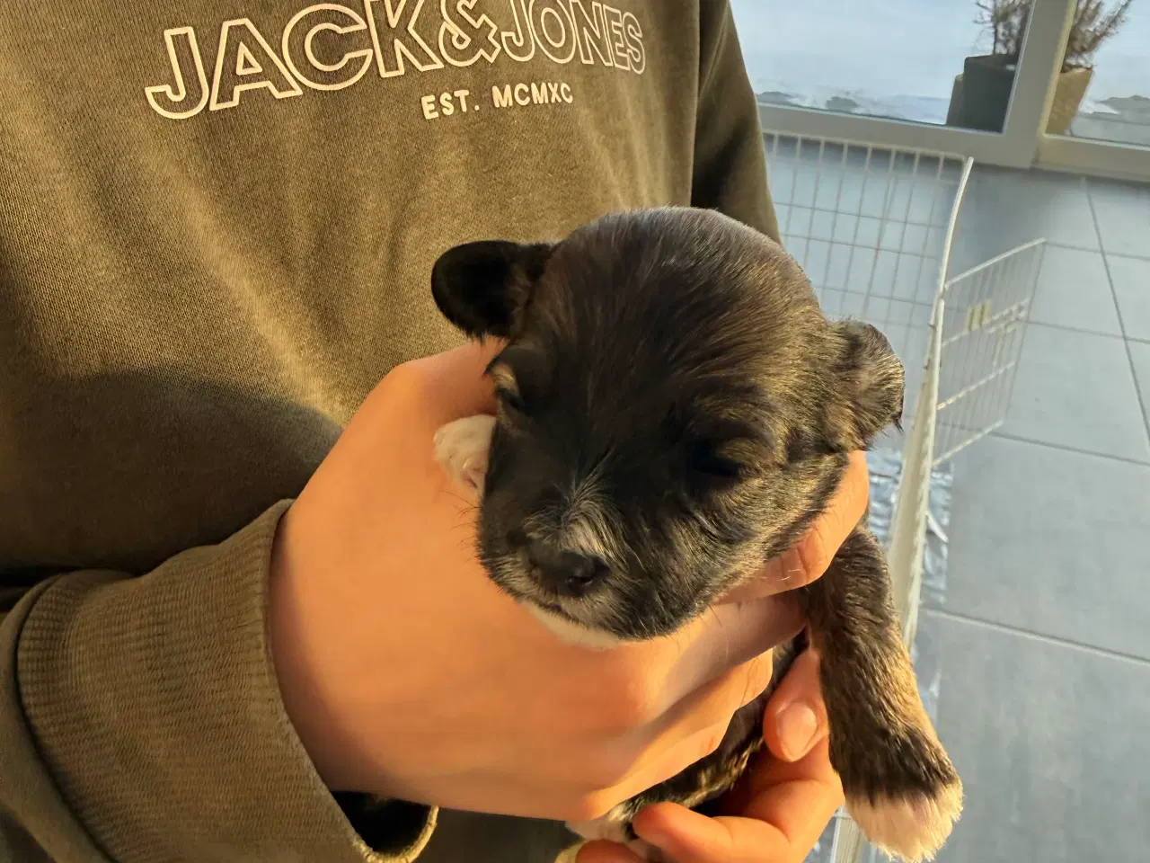 Billede 5 - Bichon havanaise hvalpe med stamtavle 