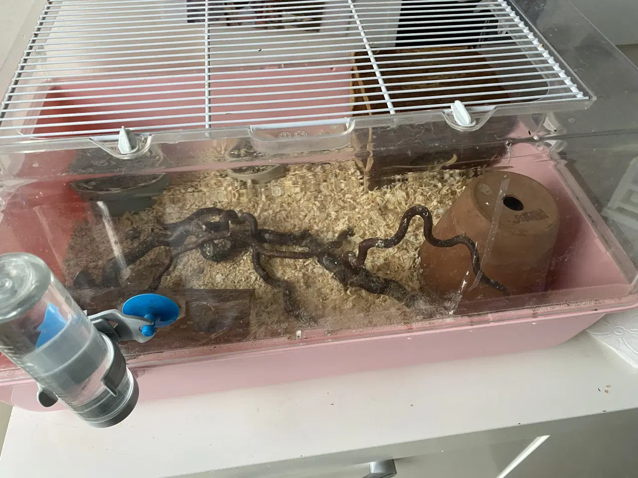 Billede 2 - Vinterhvid hamster m 2 bure og meget andet 