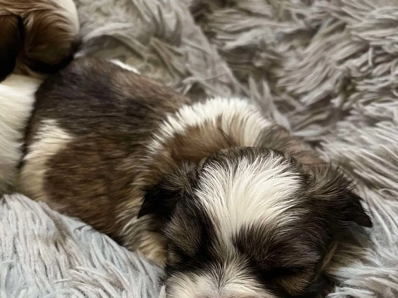 Billede 2 - Shih Tzu / Malteser Hvalpe