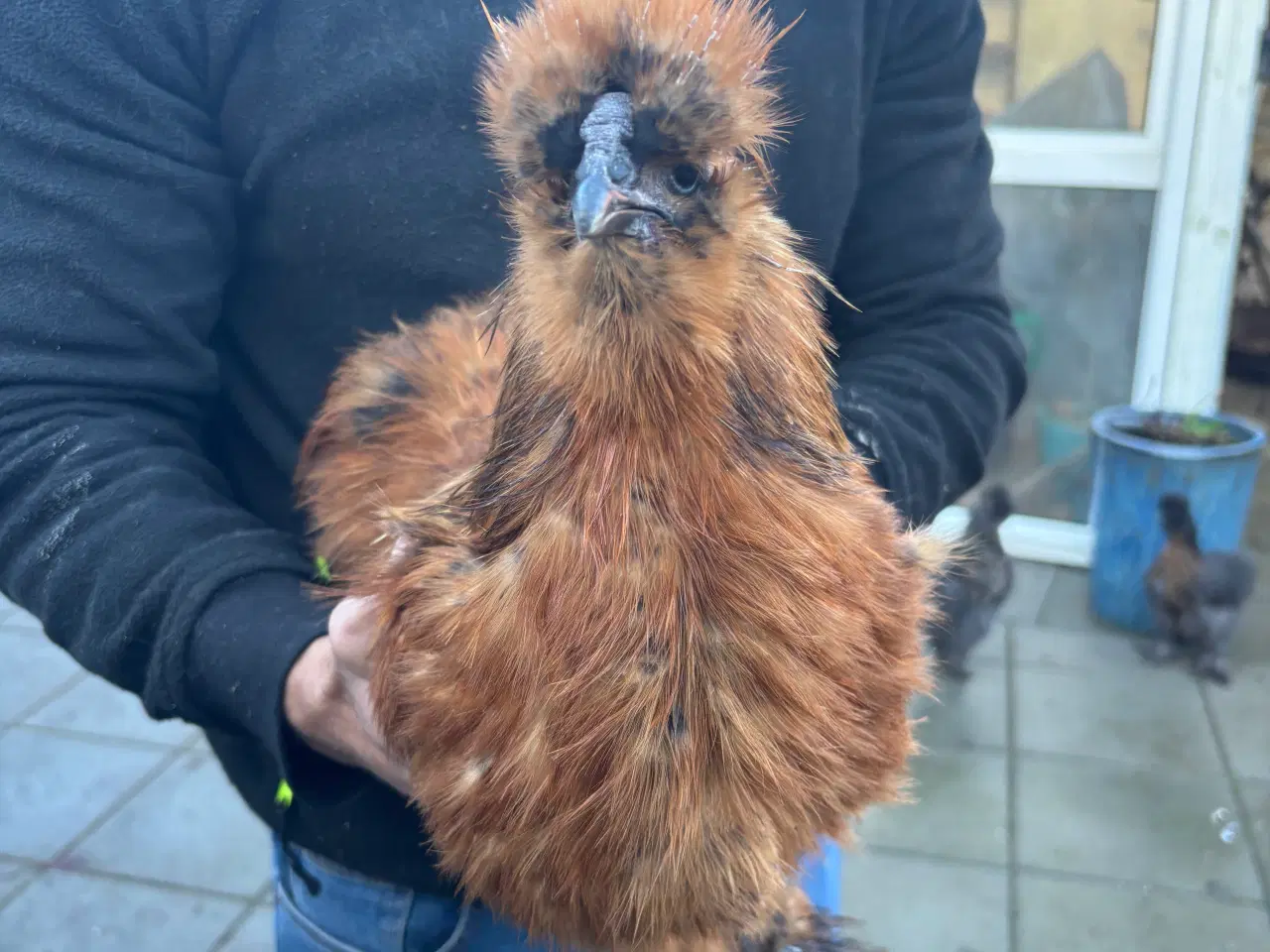 Billede 1 - 2 haner - gratis