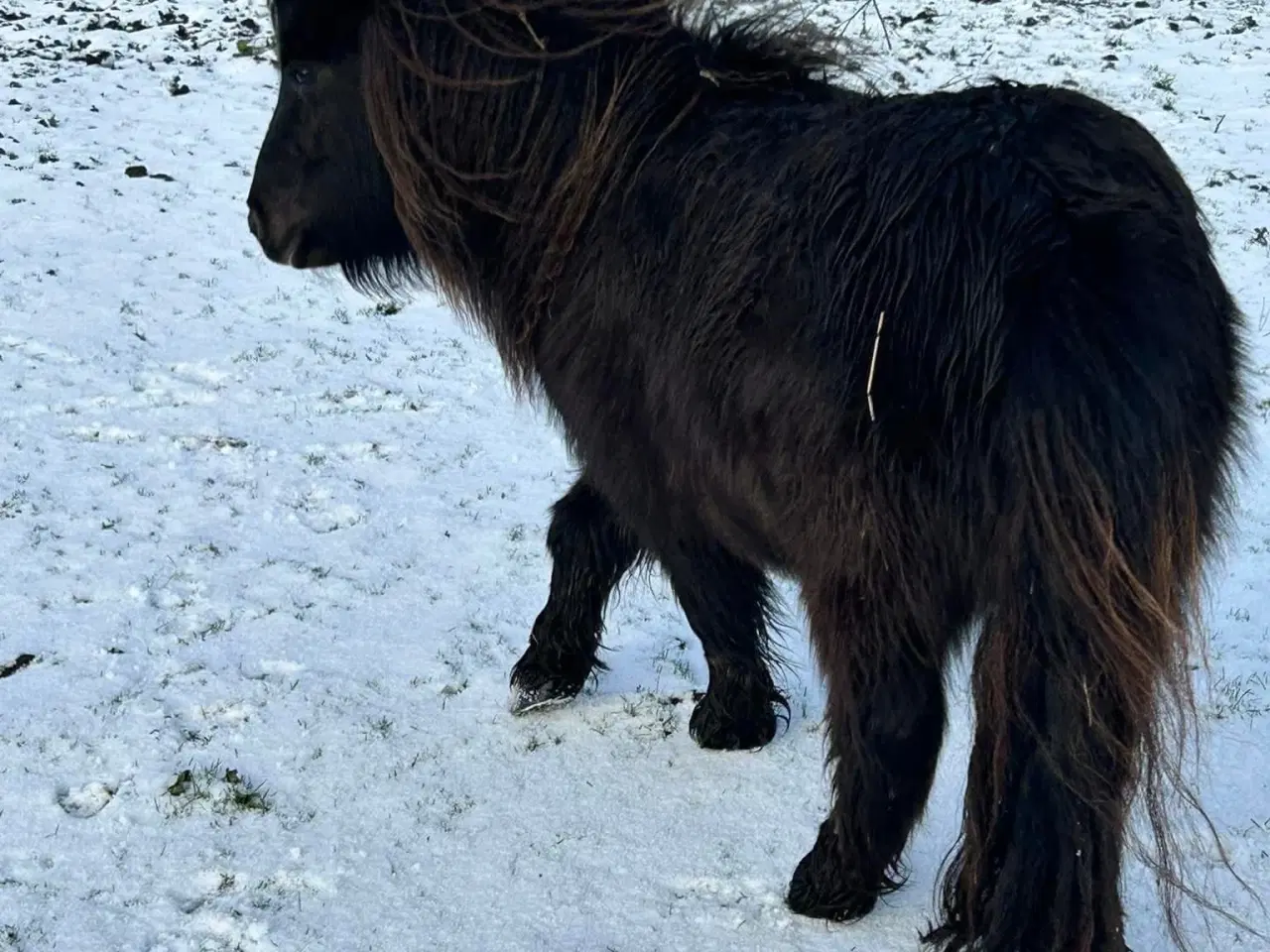 Billede 3 - Charmerende mini shetlænder hoppe sælges 