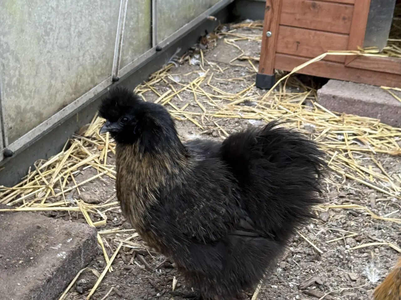 Billede 2 - Dværg silke høns 