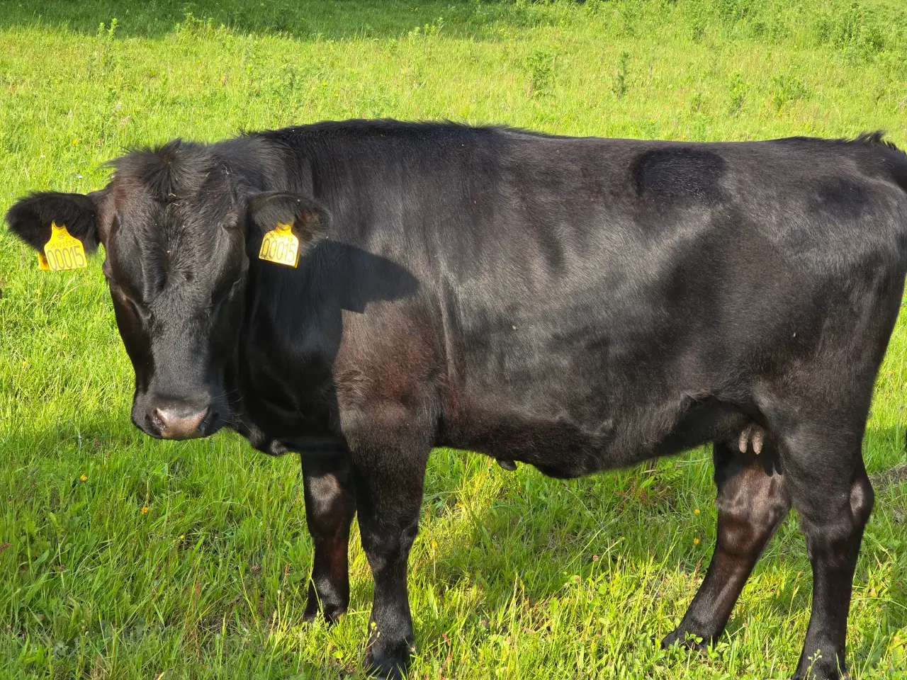Billede 4 - Dexter kvie polled