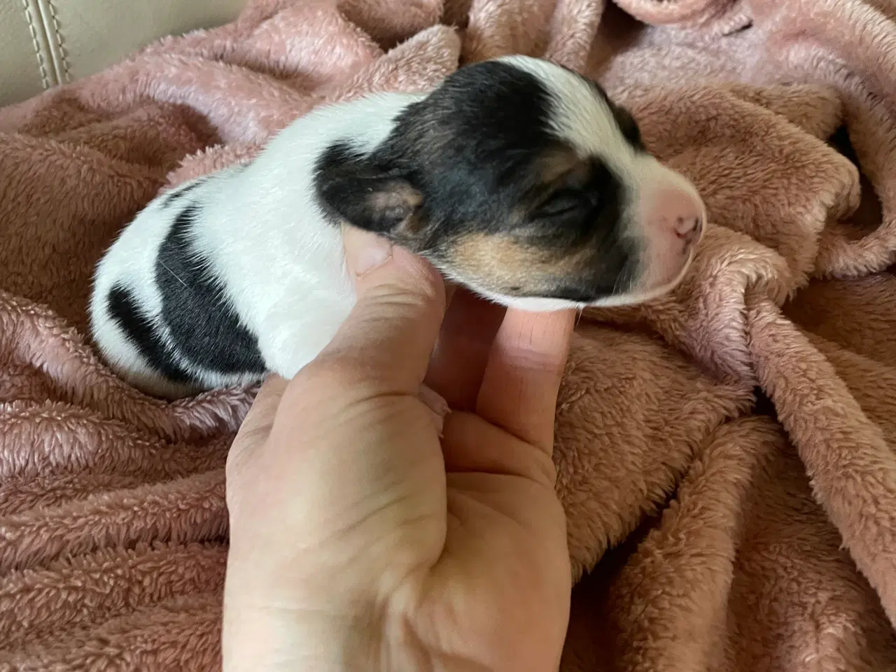 Billede 15 - Dansksvensk gårdhunde hvalpe 