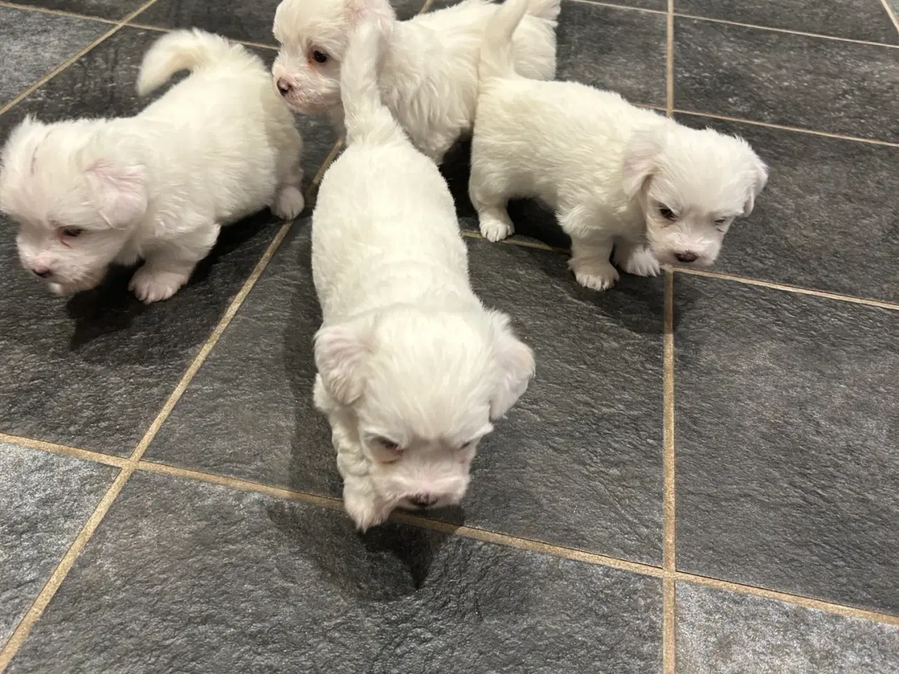 Billede 4 - Bomuldshund- Coton de Tulear