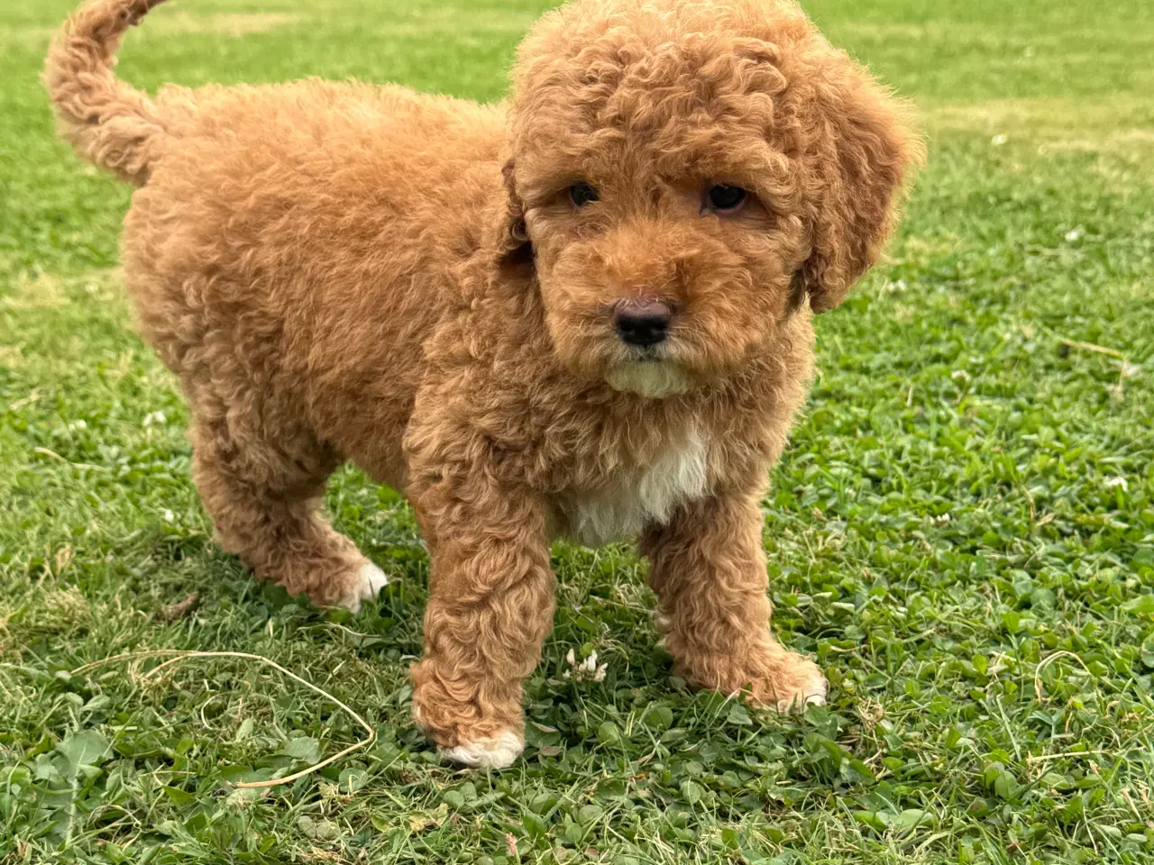 Billede 10 - Goldendoodle babyer 🥰🐾
