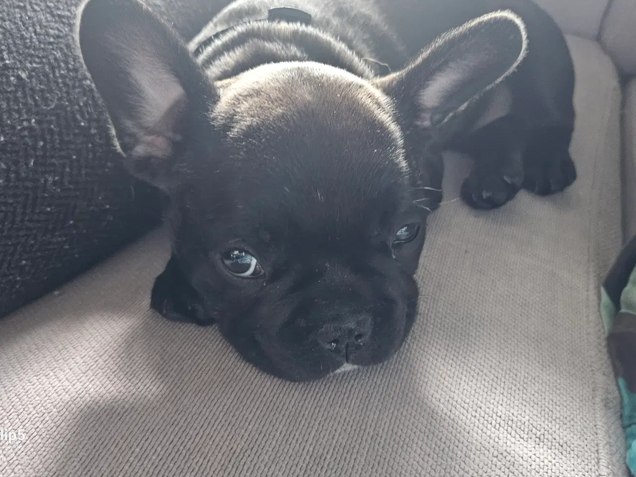 Billede 14 - Fransk bulldog hvalpe
