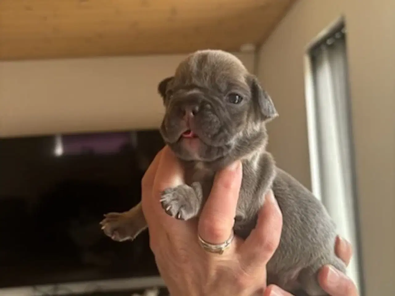 Billede 5 - Fransk Bulldog Hvalpe