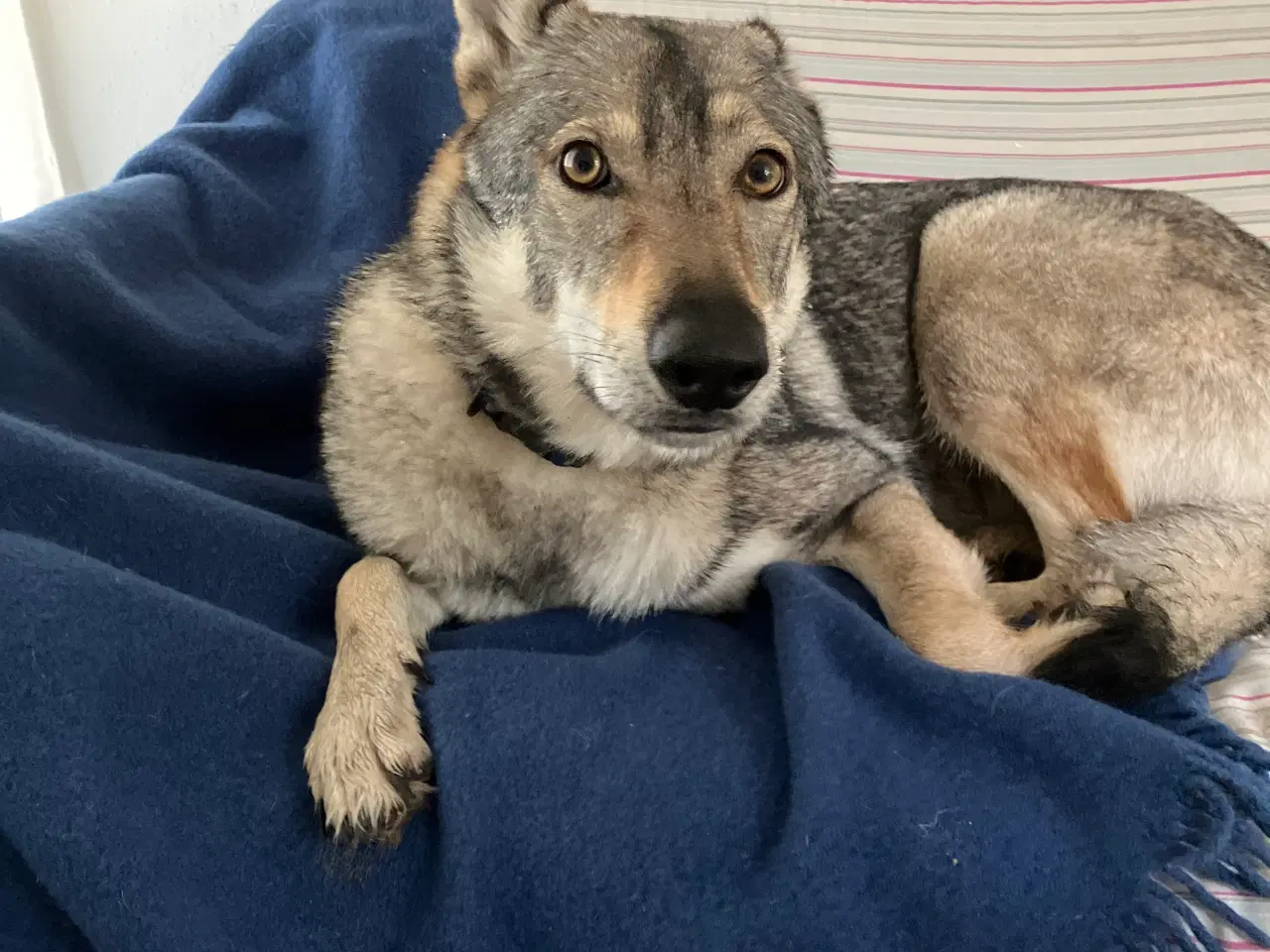 Billede 1 - Tjekkoslovakisk ulvehund