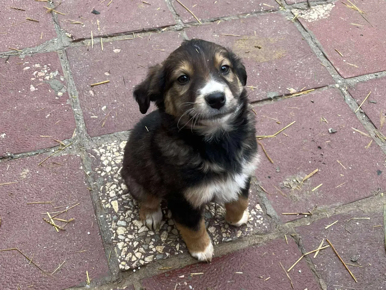 Billede 1 - Mio søger sin egen familie💙