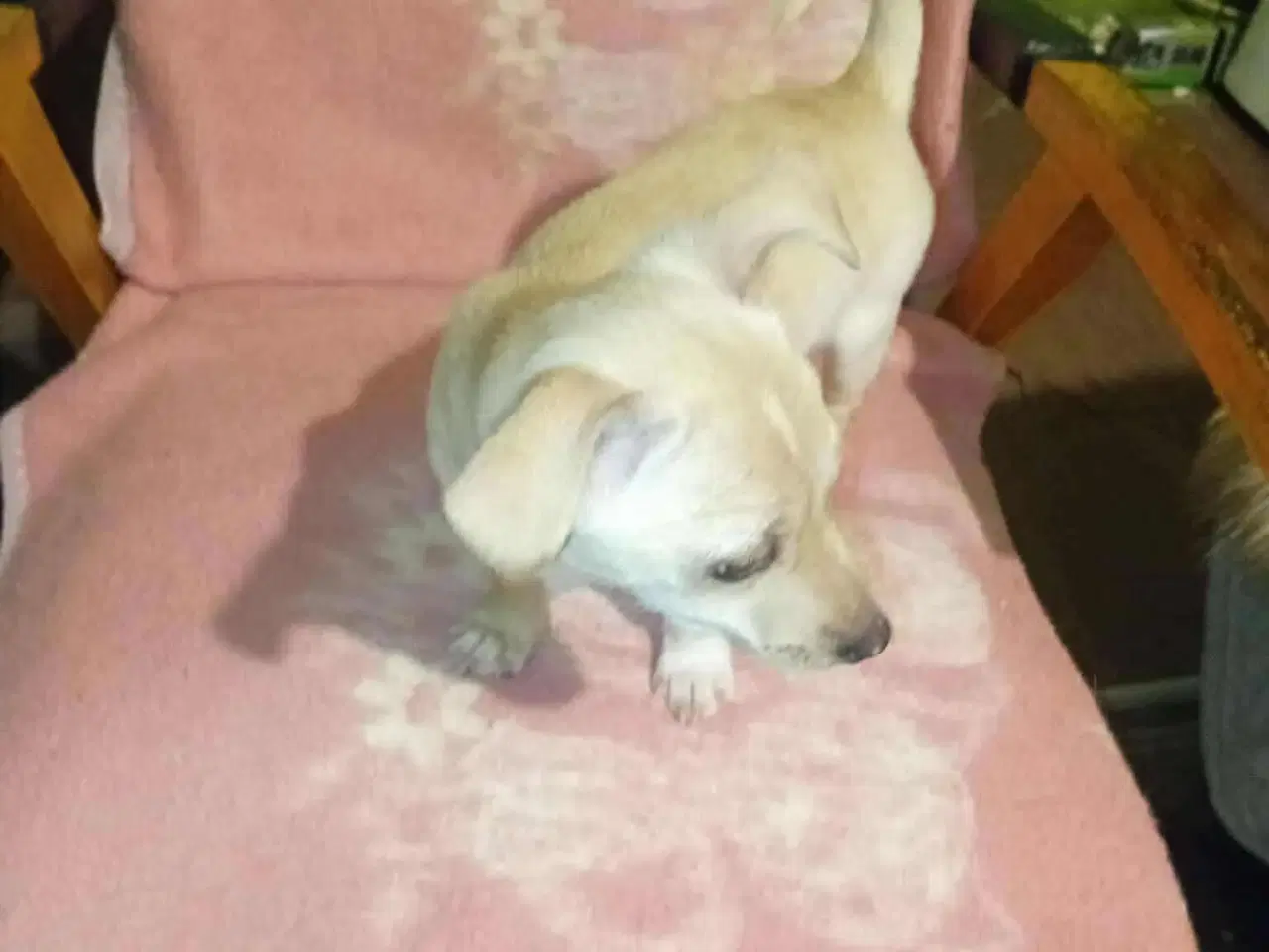 Billede 10 - Lille Mille 🩷