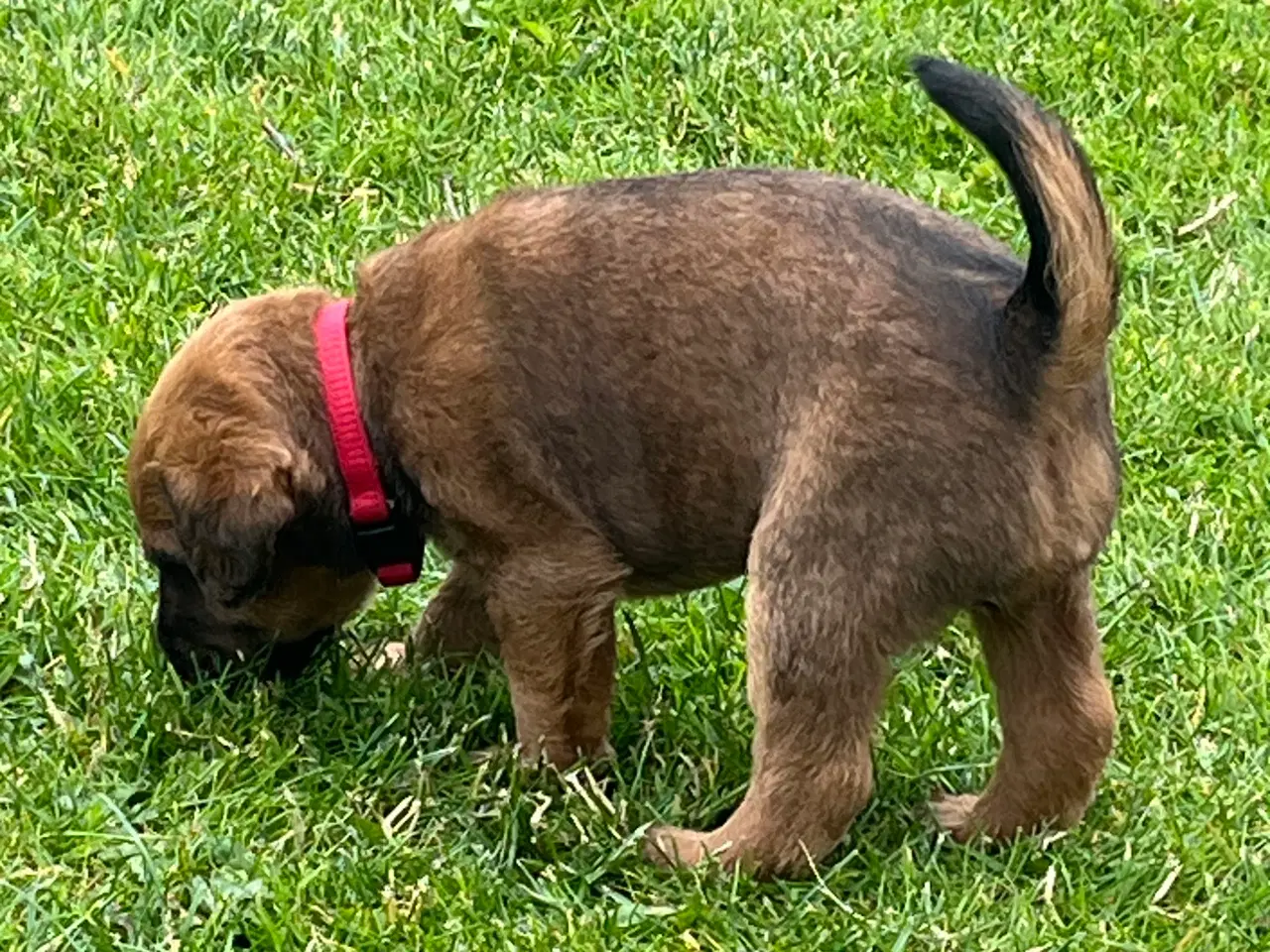 Billede 11 - Westfalen terrier kryds. 