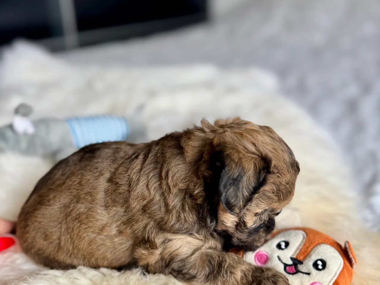 Billede 1 - 🌟🐶 Havapoo-hvalpe – klar til nye hjem fra 8.10