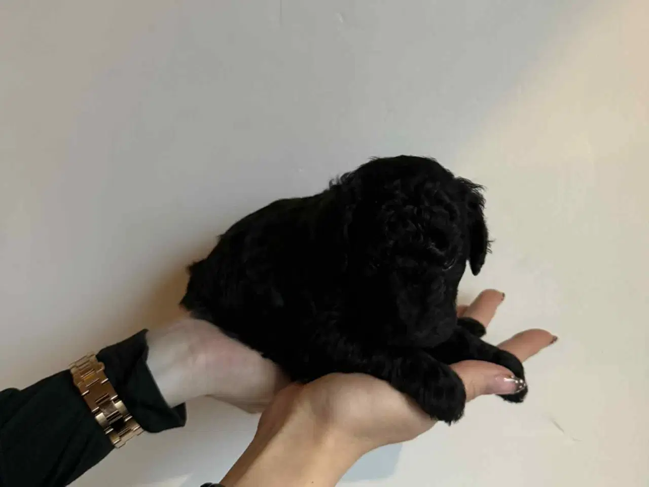 Billede 8 - Mellem puddel hvalpe