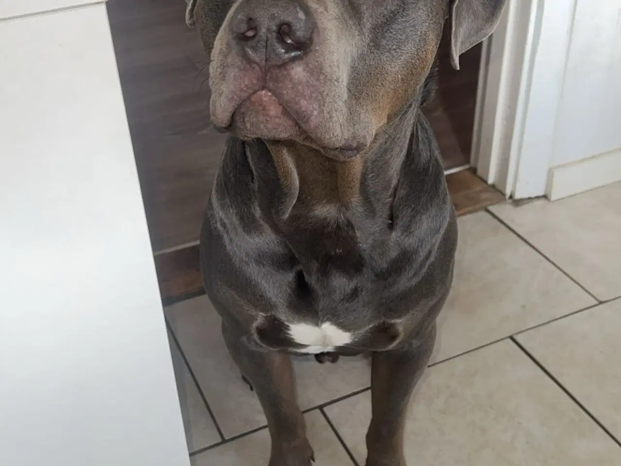 Billede 10 - Blandings hvalpe