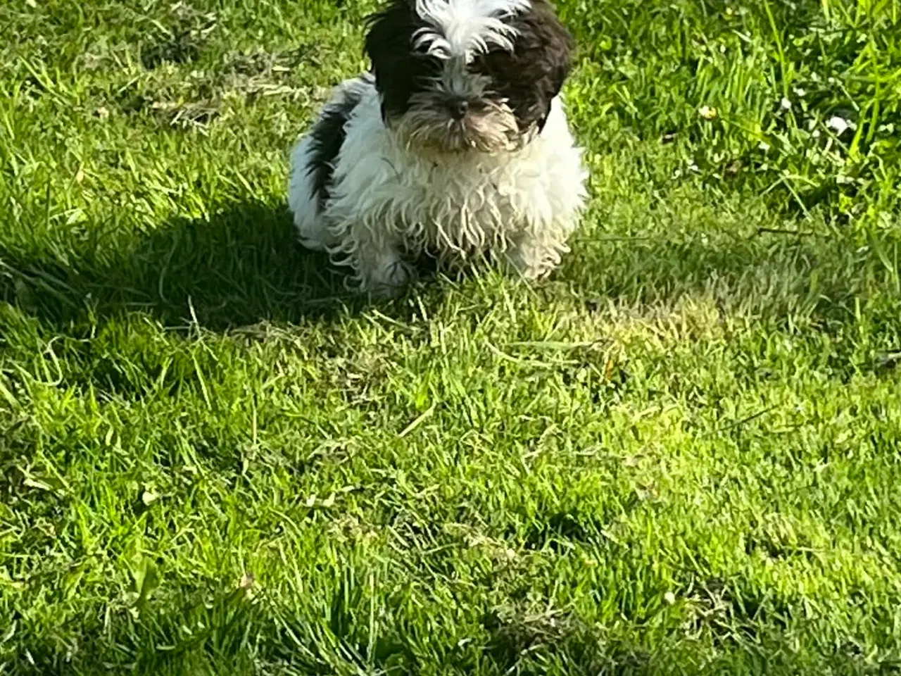 Billede 1 -  Shih Tzu hvalpe