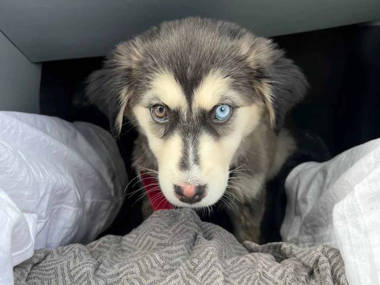 Billede 1 - Sibirian husky hvalp 2 farve øjne