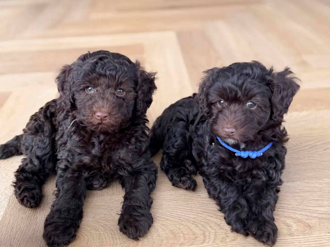 Billede 17 - Chokolade brune Havapoo drenge