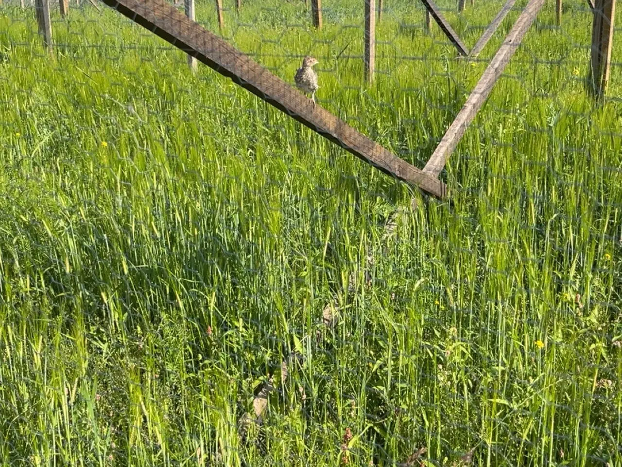 Billede 3 - Fasaner 6uger klar fra uge 24 til uge 35