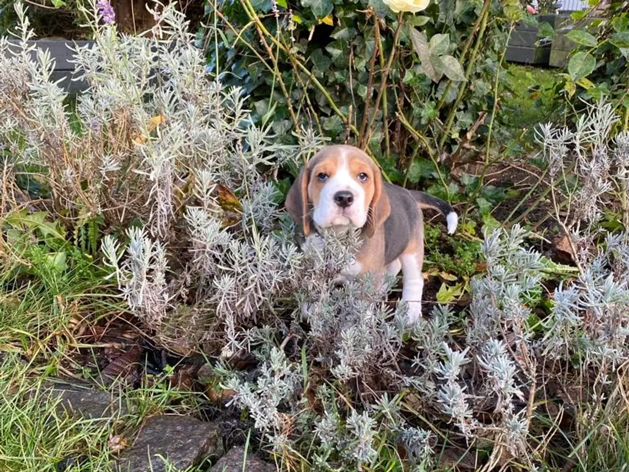 Billede 4 - Beagle hvalpe til salg