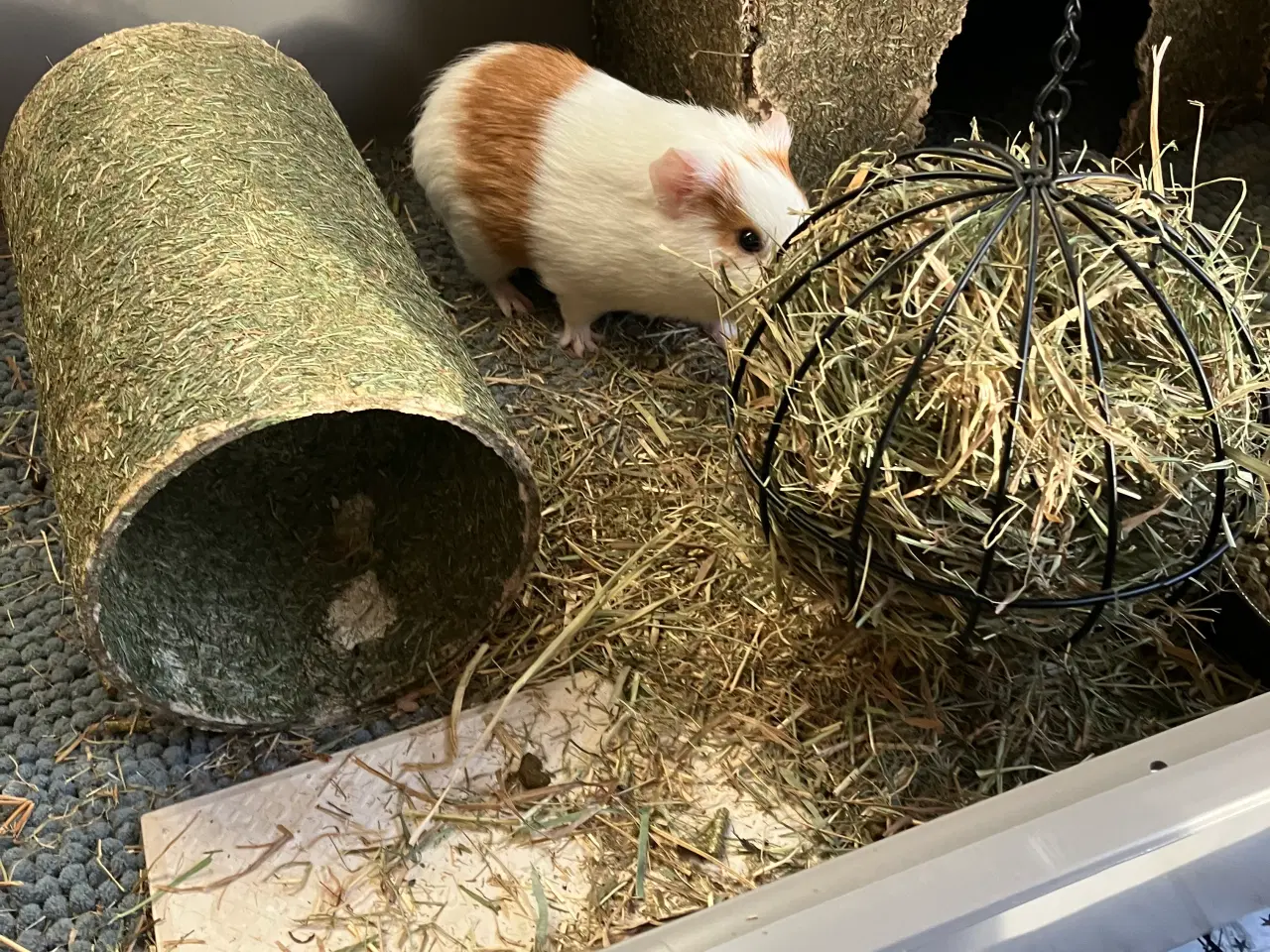 Billede 5 - Marsvin med bur mm