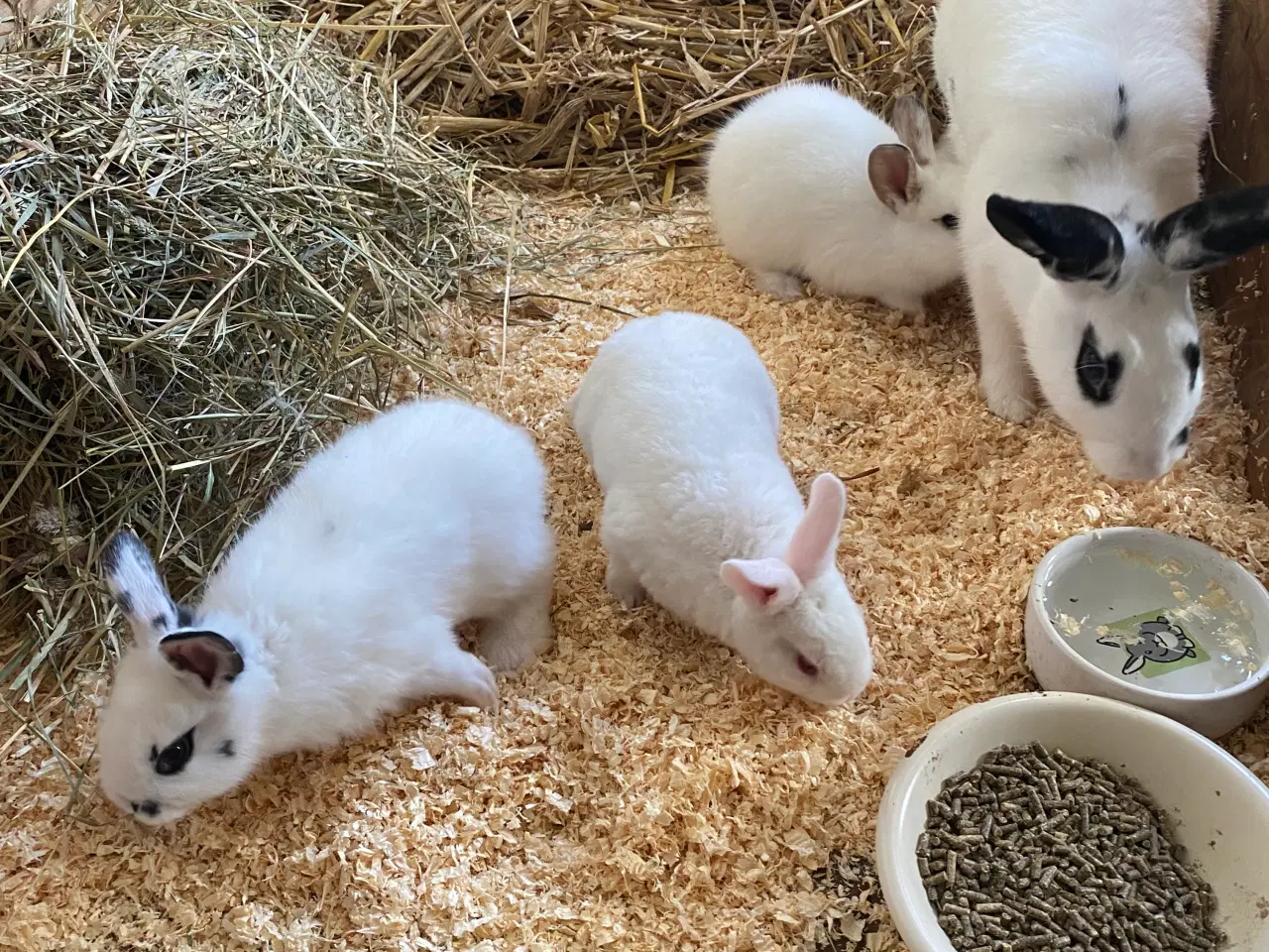 Billede 5 - Søde kaniner