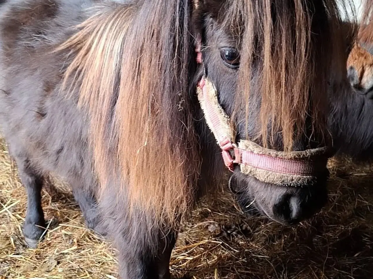 Billede 2 - Miniature shetlænder 