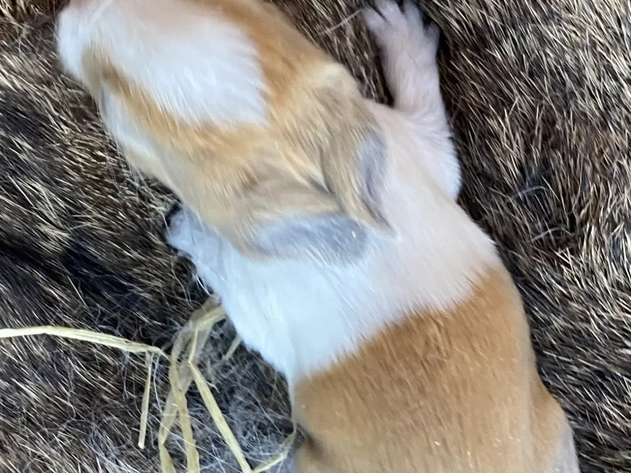 Billede 3 - HOLLÆNDER HAN MADAGASCAR