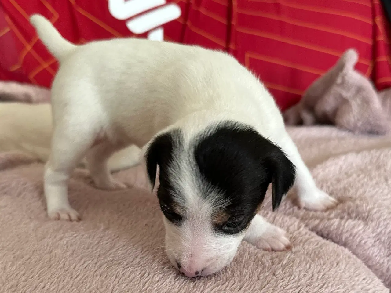 Billede 3 - Dansk/svensk-foxterrier blandingshvalpe