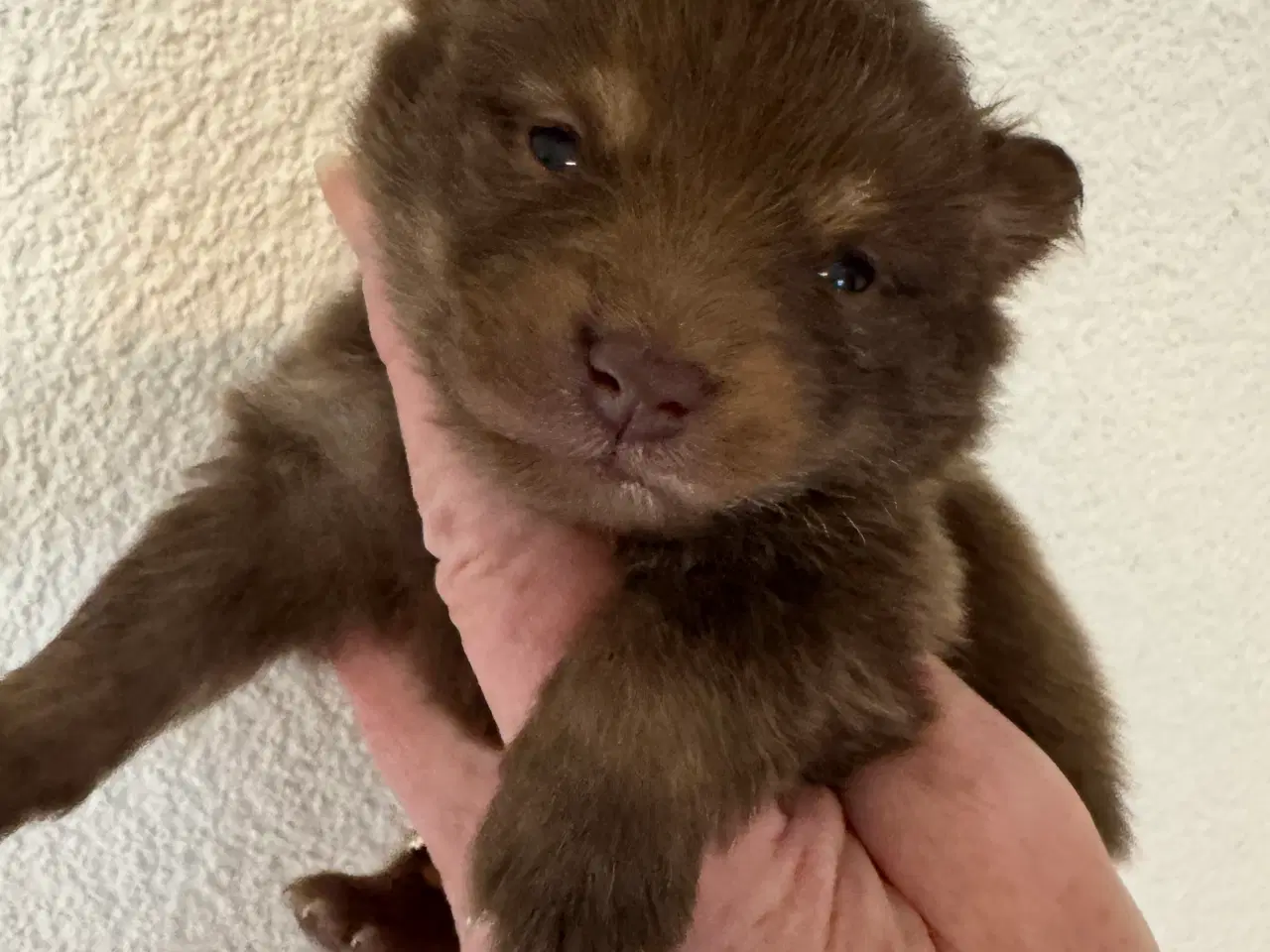 Billede 3 - Pomerania hvalpe til efterårsferien 