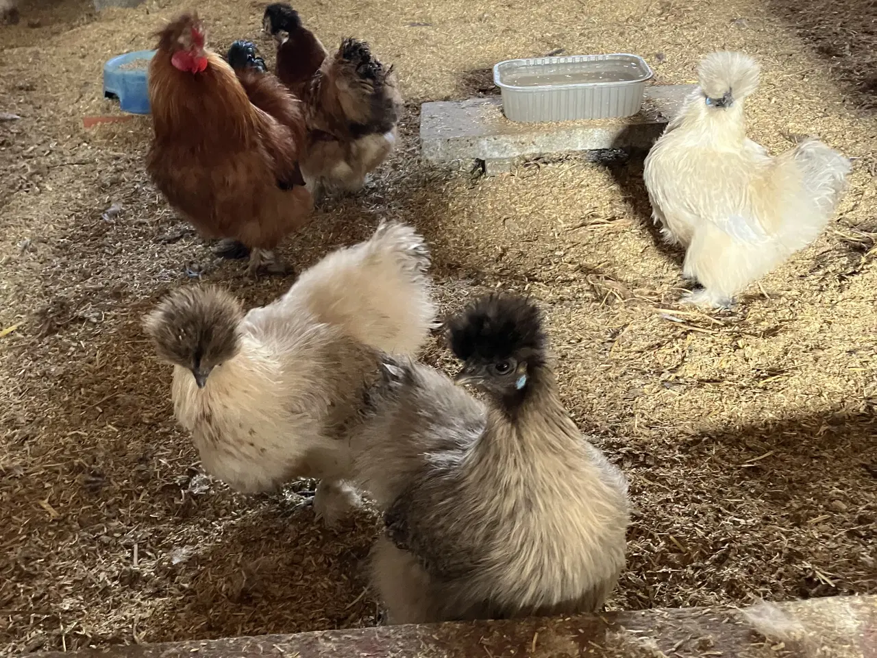 Billede 1 - Rugeæg Silkehøns