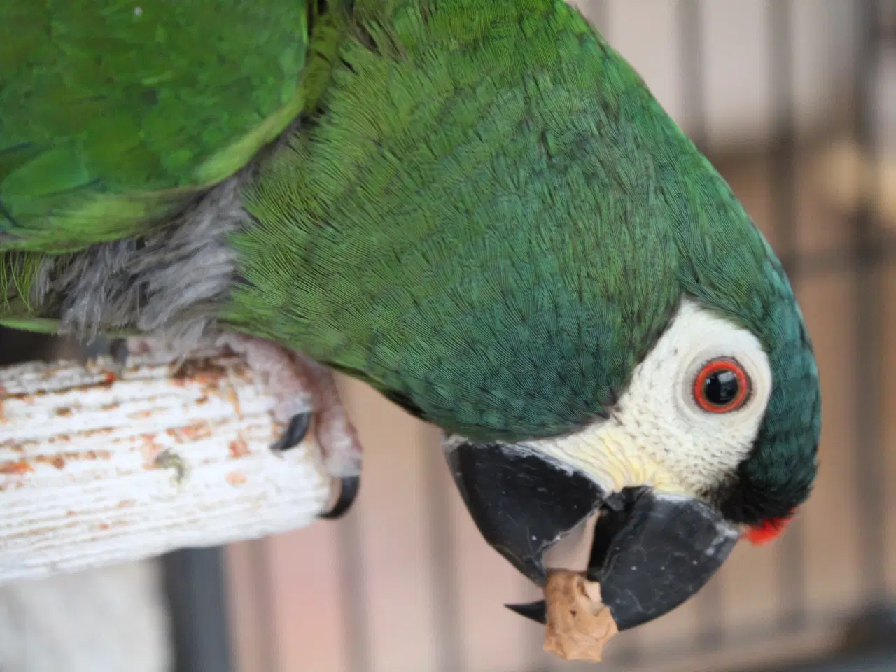 Billede 3 - Rødrygget Dværgara