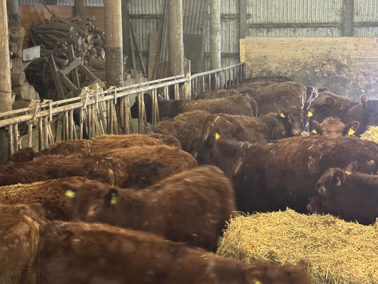 Billede 1 - Rød Angus Kvier