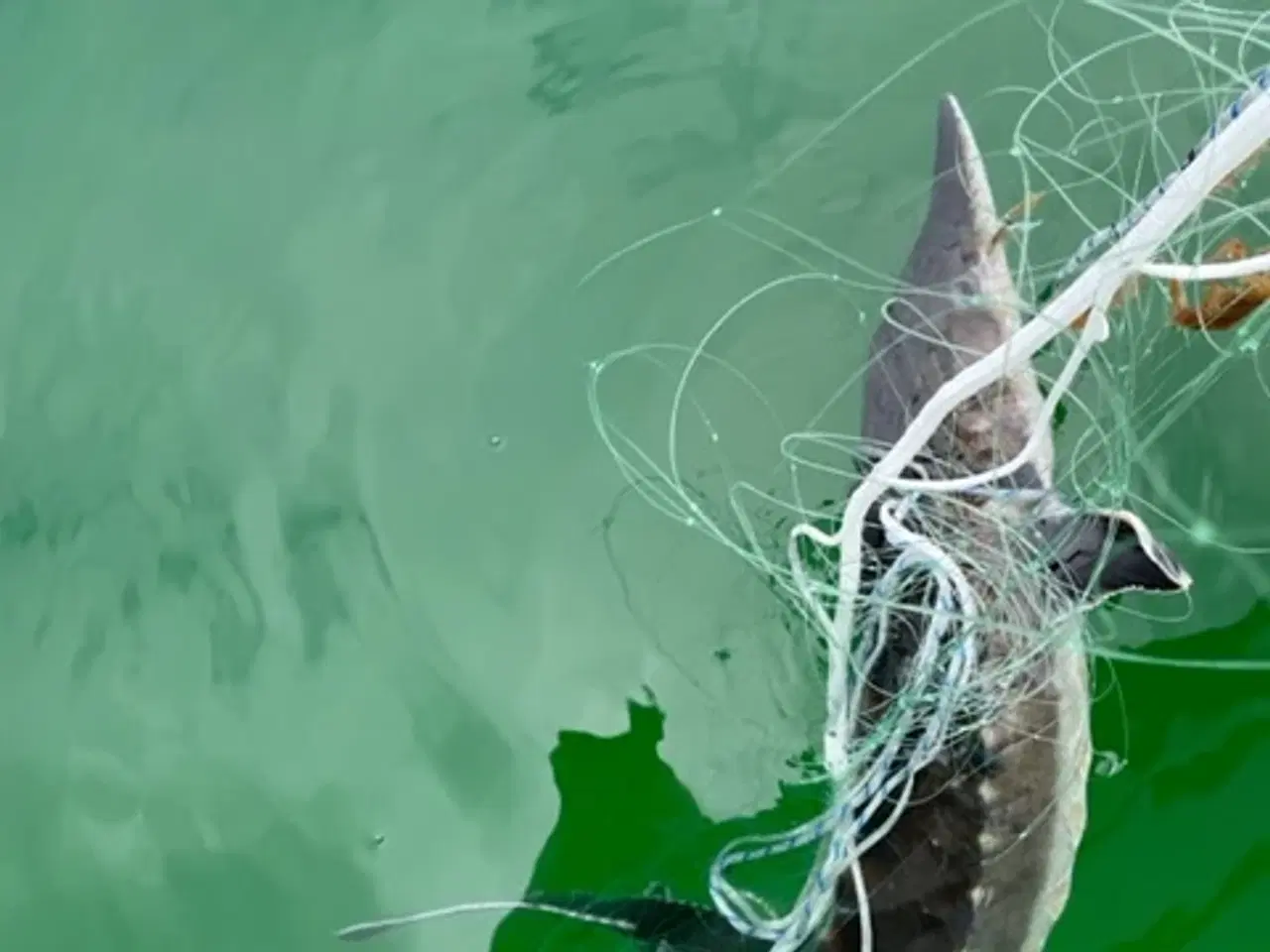 Billede 9 - Maskin syet Lakse/Ørredgarn med  65mm maske