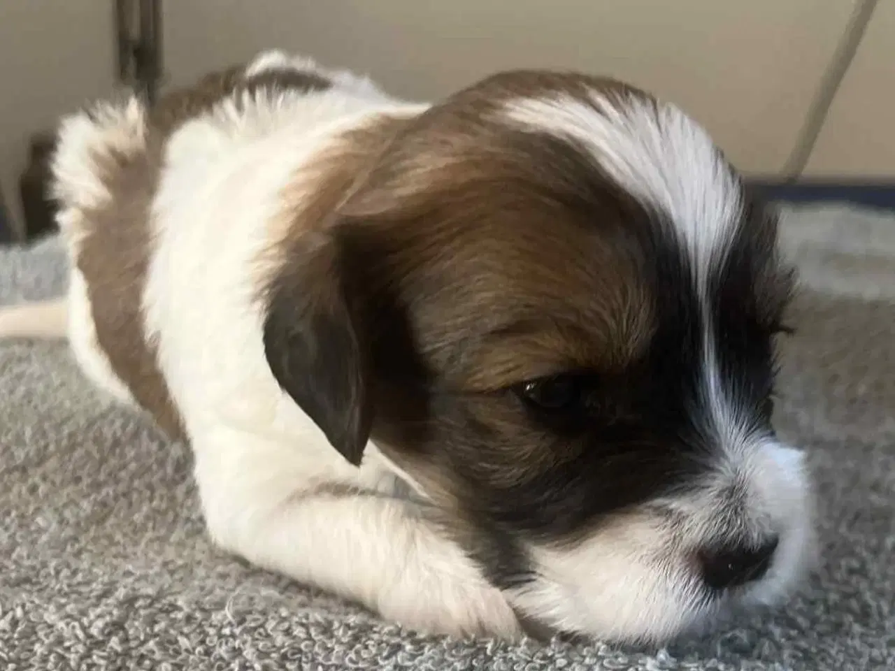 Billede 2 - Bichon havanais hvalpe 