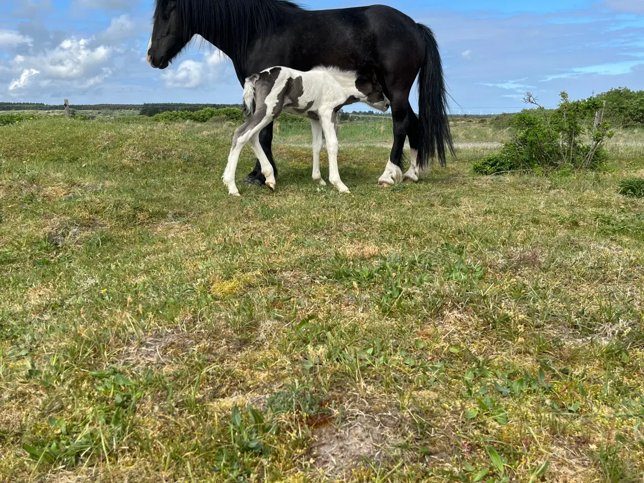 Billede 3 - Blanding føl 