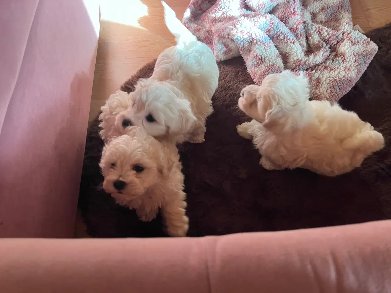 Billede 7 - Havachon hvalpe 🐶