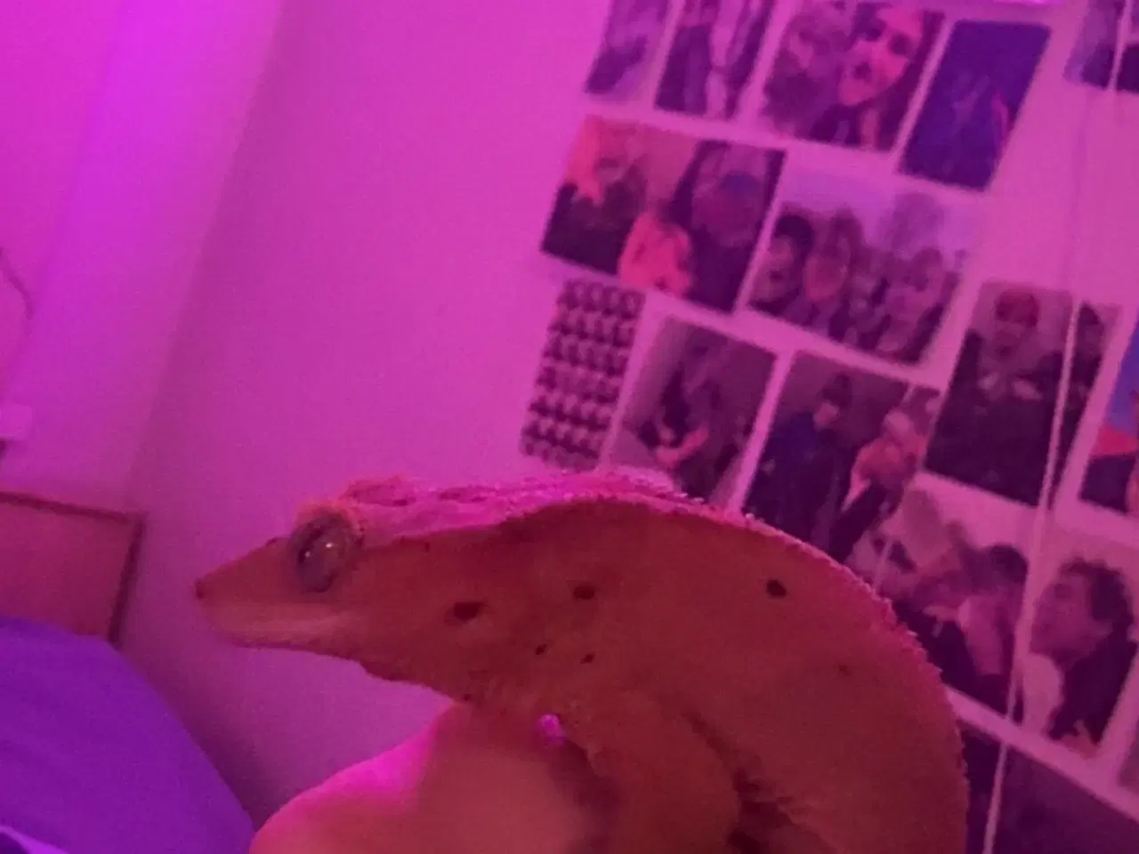 Billede 4 - Sød kronegekko han