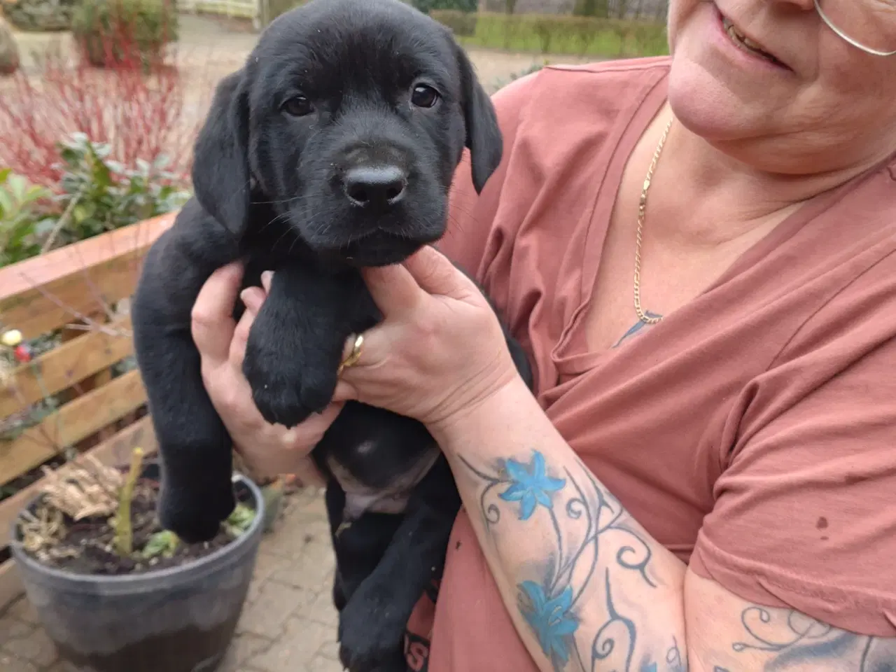 Billede 1 - Rottweiler/labrador hvalpe 