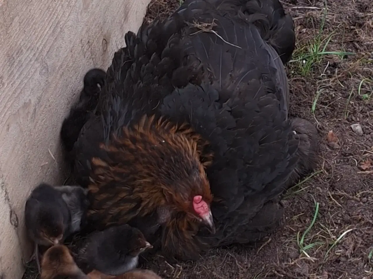 Billede 1 - Skrukhøne med 9 kyllinger
