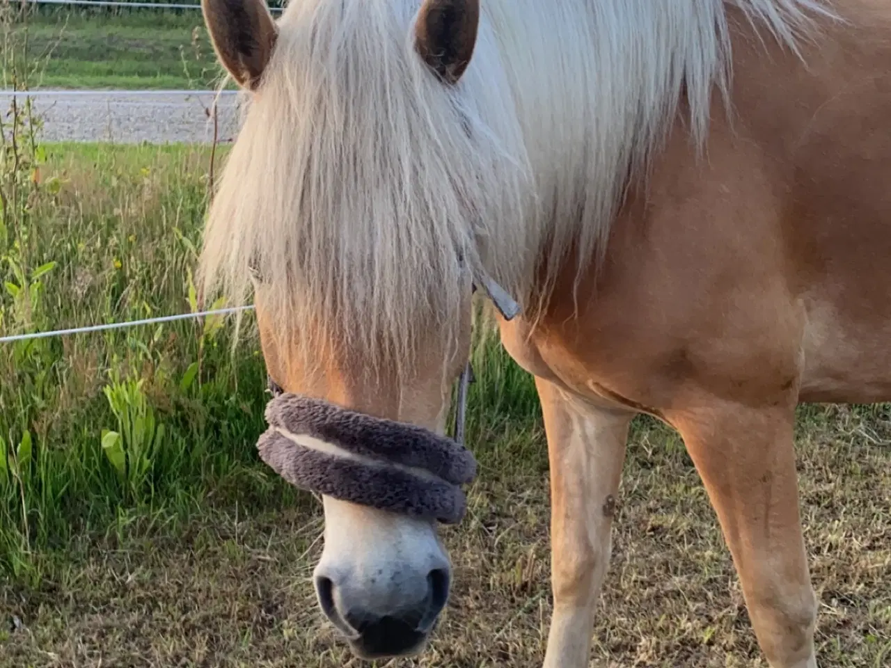 Billede 4 - Haflinger Vallak