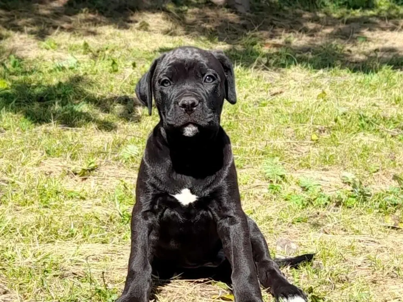 Billede 9 - Cane corso hvalpe