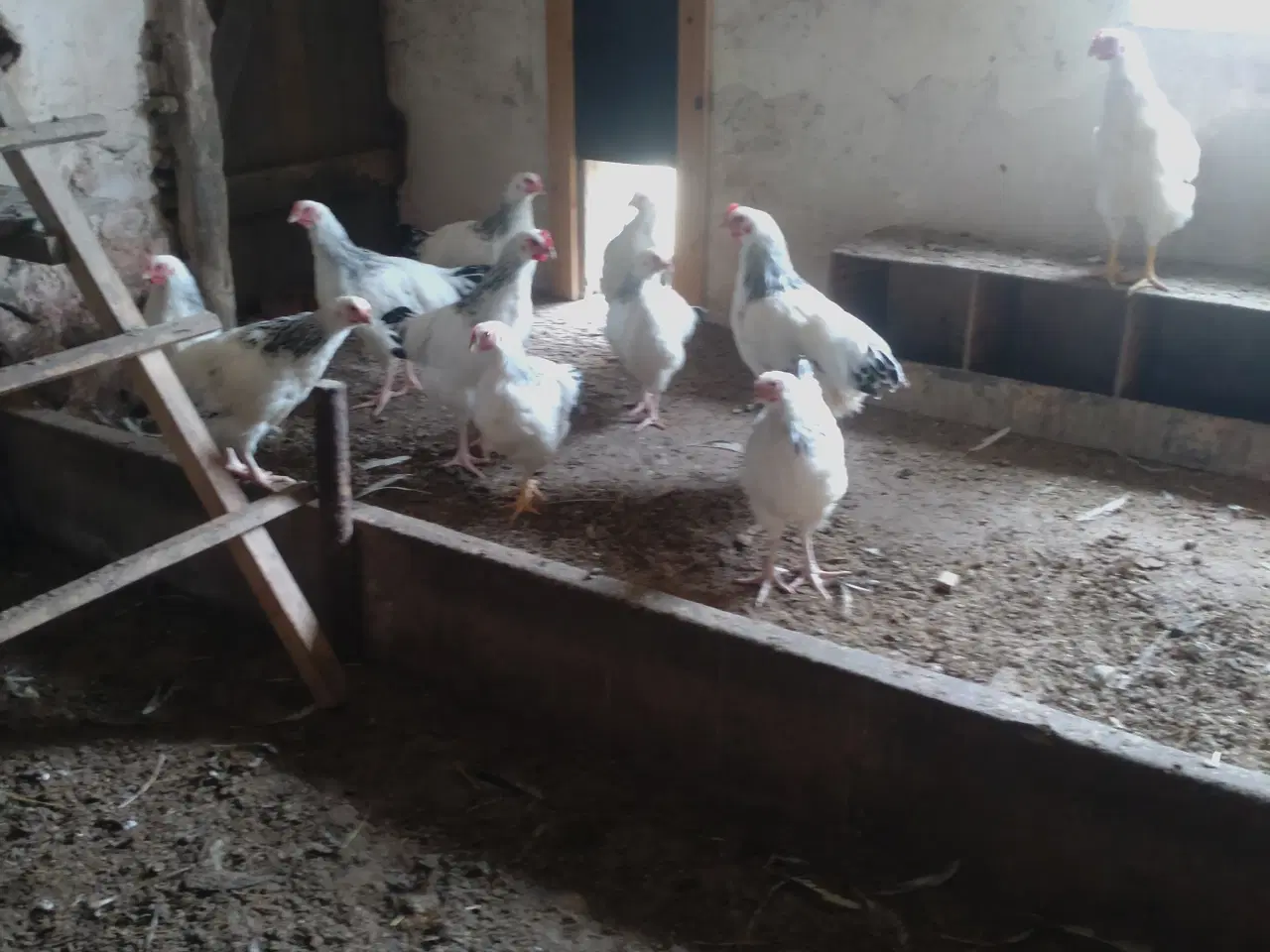 Billede 1 - lys sussex hane kyllinger