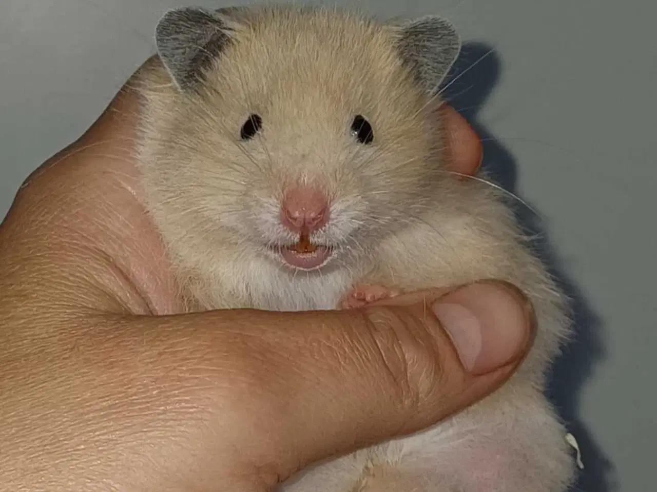 Billede 7 - Guldhamster unger 