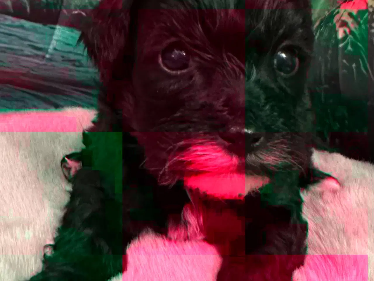 Billede 9 - Havapoo hvalpe. 