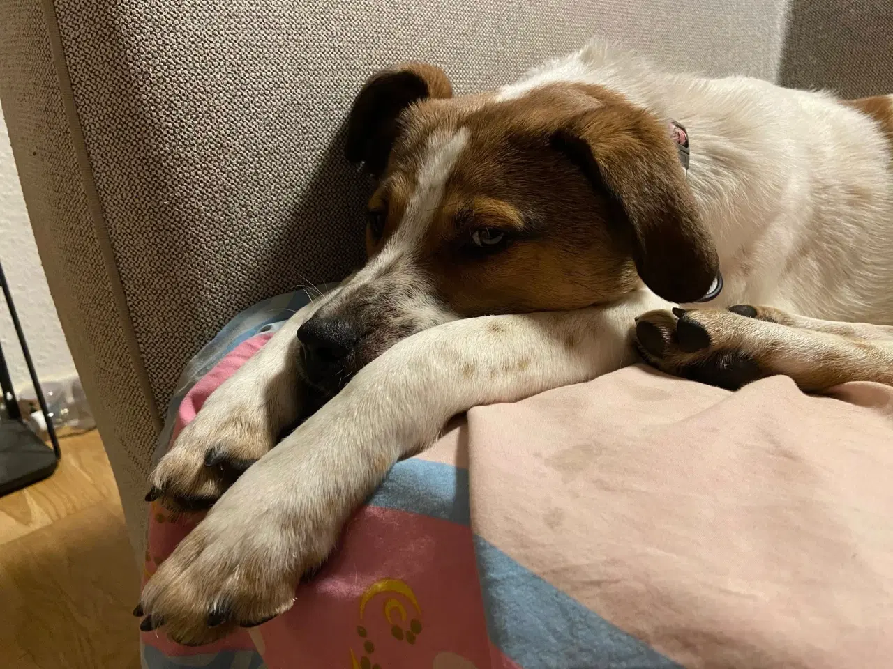 Billede 12 - Vigge - et smil på fire ben søger familie 🩷