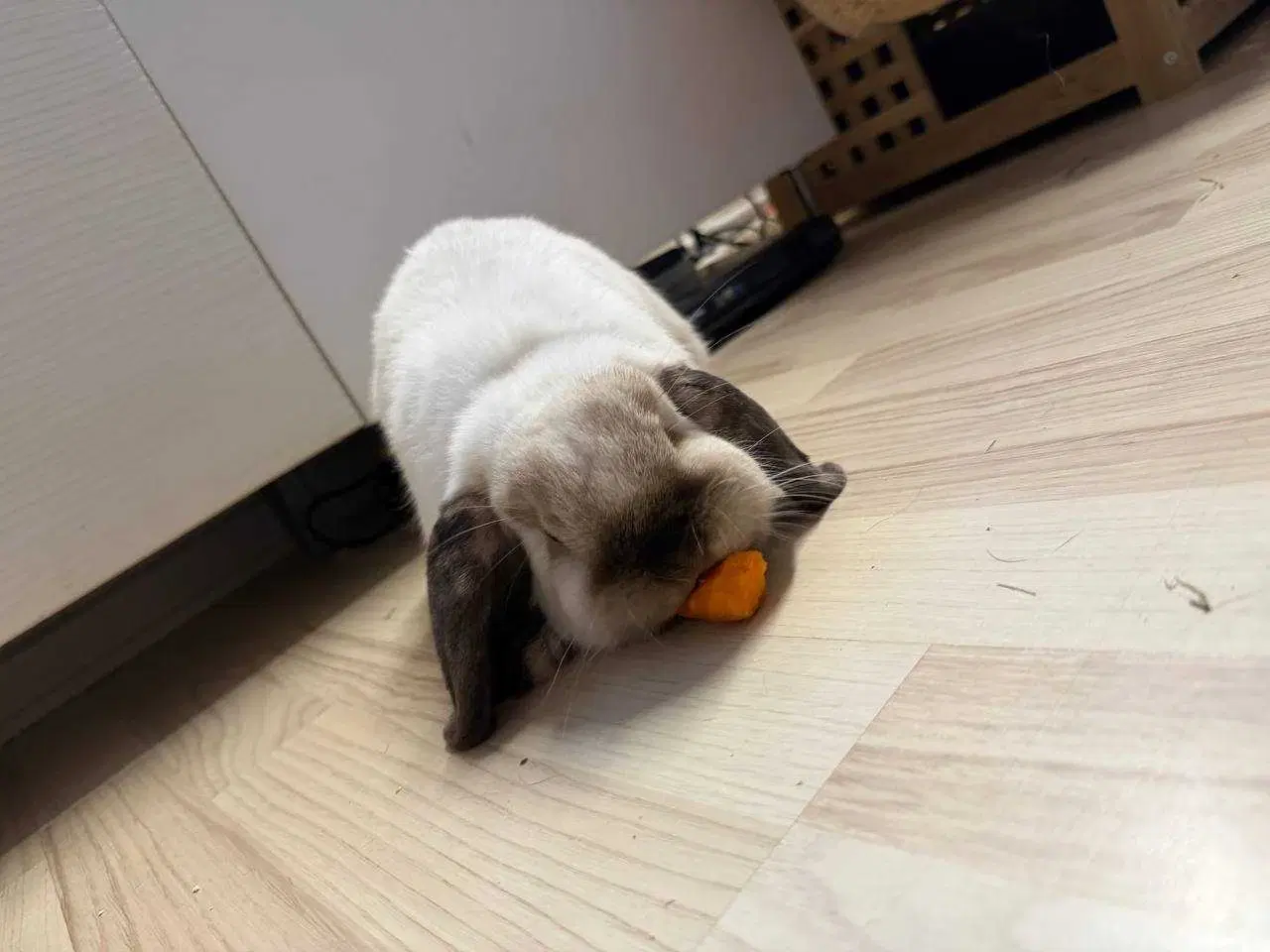 Billede 1 - Kastreret Fri-Kanin 🐇