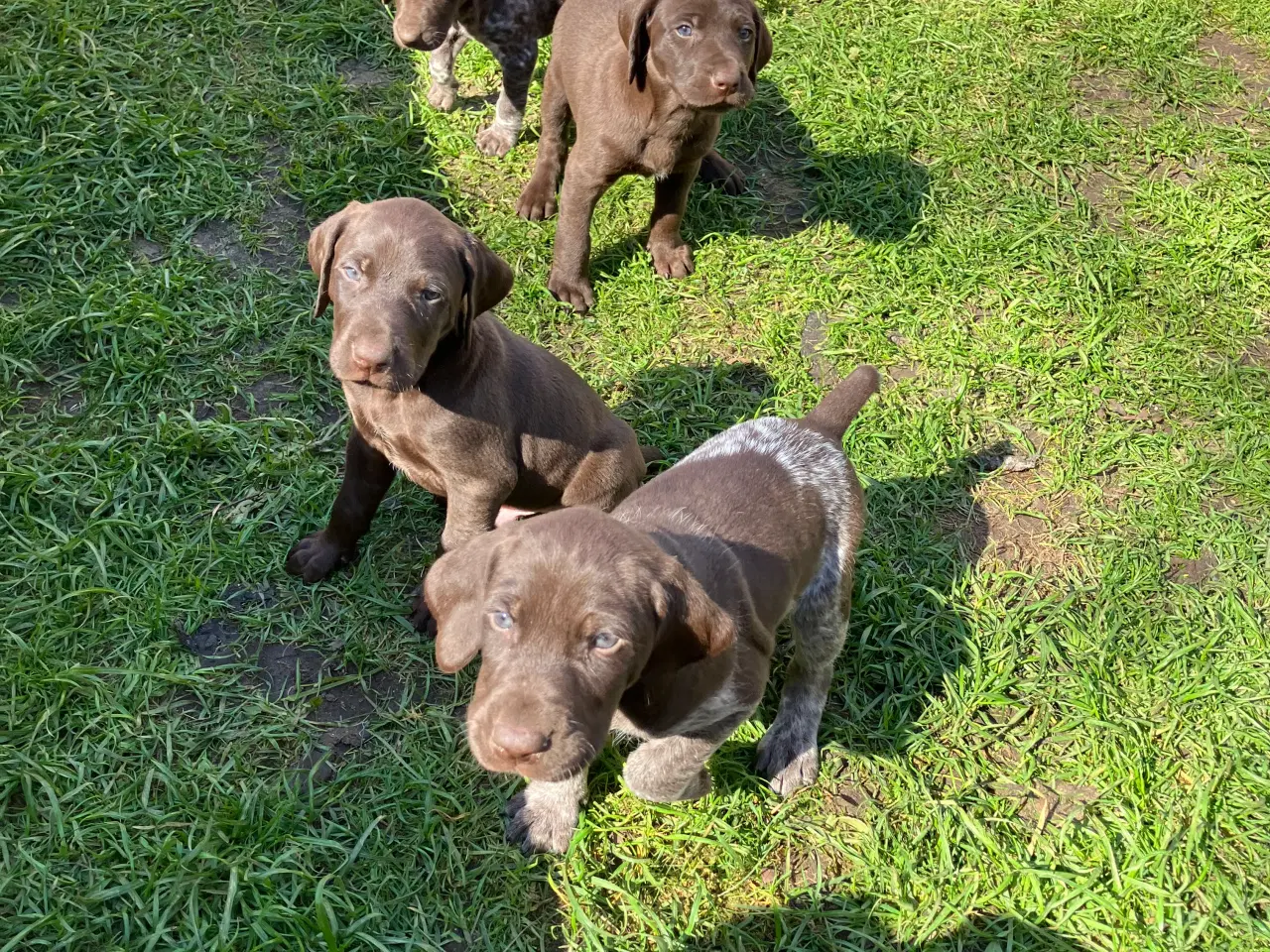 Billede 4 - Tysk korthåret hønsehund