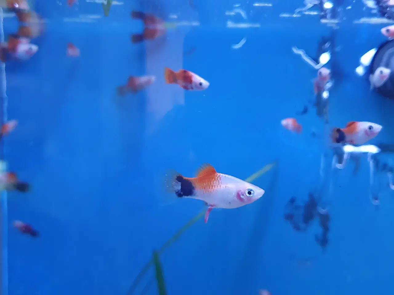 Billede 16 - đ Platy akvariefisk sĂŚlges â flotte farver og sun